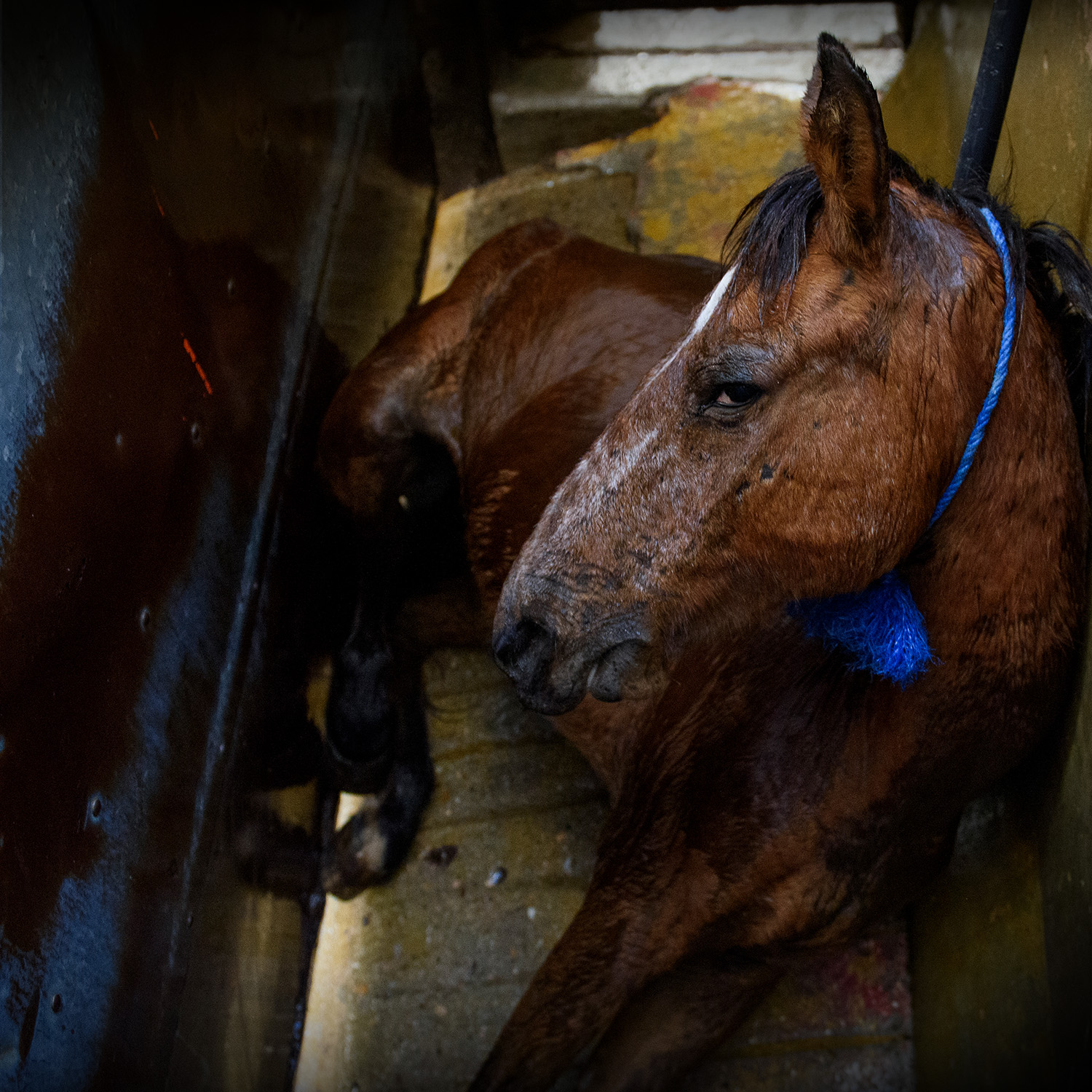 Campaign To End The Slaughter Of Horses Animal Equality Campaign To End The Slaughter Of Horses Animal Equality