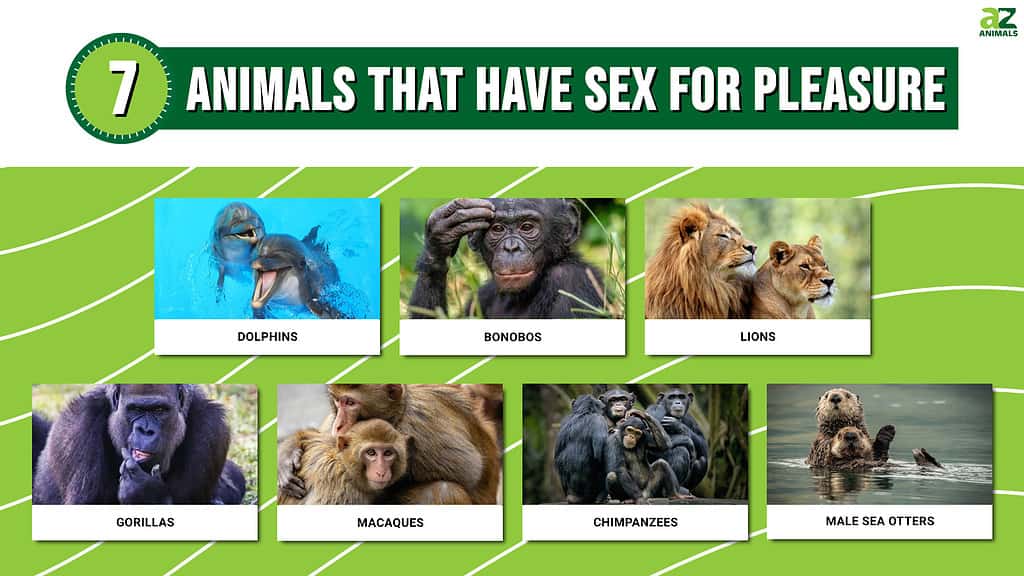 Women Having Sex With Animals